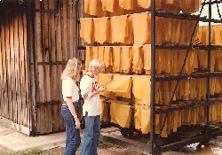 Malaysia Rubber Plantation